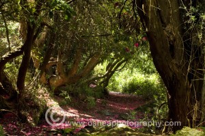 Rhododendran Gardens Howth Castle www.osheaphotography.com